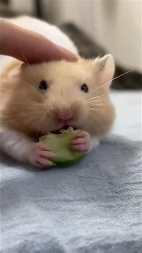 This#is a pet known as a Syrian hamster#a golden hamster#which is a solitary and mischievous animal.