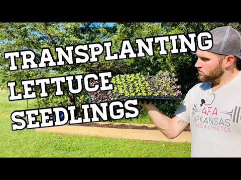 How to Transplant Lettuce Seedlings for HUGE Results 🥬