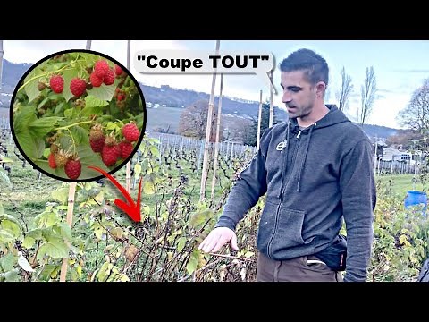 Comment (et Quand) Tailler les Framboisiers?