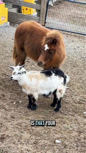 Pico & George get their toes done!🐴🫏💅🏻 | Katie Van Slyke