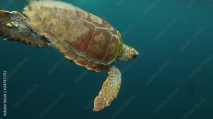 Loggerhead sea turtle swimming along fish in blue sea, person filming marine wildlife in ocean - Azores, Portugal