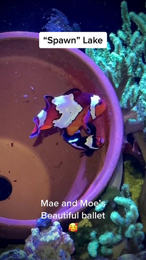 #fish #fishtok #foryou #clownfish #spawn #eggs #clownfishbreeding