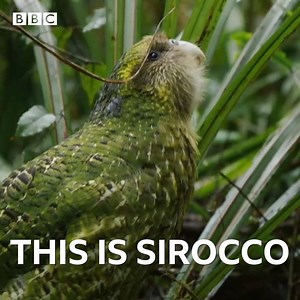 925K views · 326 reactions | Sirocco is a flightless parrot with an important job. (Via BBC Four) | BBC Two | Facebook