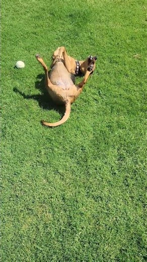 Back Scratcher #dogs #doglife #hound #dog #pets #animals