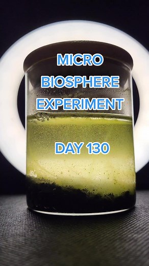 Micro Biosphere - Day 130 🔎 #moss #micro #experiment #bio #biosphere #duckweed #lemnoideae #mossball #java #worm #science #bugs #ecosystem #ecosphere #sealed #international #pond #fyp #foryou #foryoupage #daily #new #update #regularshow #follow #trend #wildlife #microscope #viral #trending #tiktok #daphnia #copepod #ostracod #tubifex #shrimp #snail #snails #terrarium #aquarium #jarrarium #love #explore #explorepage #sealeduniverse