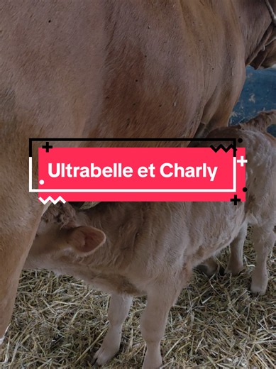 Voilà ce que c’est, le métier d’agriculteur. Pour ceux qui auraient encore des doutes. Être éleveur, ce n’est pas juste « avoir des vaches dans un pré ». C’est s’occuper de ses bêtes H24, 7 jours sur 7. Quand tout va bien, tout va bien. Mais justement… tout ne va pas toujours bien. Ce matin, Ultra Belle recommence à ne pas être géniale. Elle est de nouveau malade, et elle ne veut toujours pas voir son petit veau. Alors on surveille, on soigne, on cherche, on s’inquiète… et on recommence. Mais ça