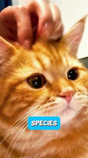 Orange Cats Share One Brain Cell… And It’s Offline 💀🐈