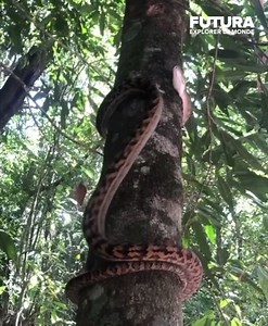[🌎] L’étonnante méthode du Python améthyste pour grimper aux arbres à Cairns en Australie 🇦🇺 Le Simalia amethistina est une espèce de serpents de la famille des Pythonidae 🐍 | Futura - Inspirons l'avenir