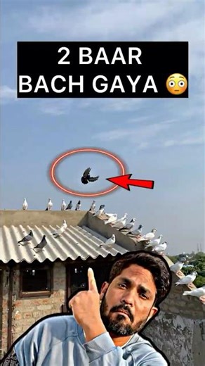 Mini Vlog 189 | Itna Chalak Hara Kabutar Pehli Baar Dekha 😳🕊️