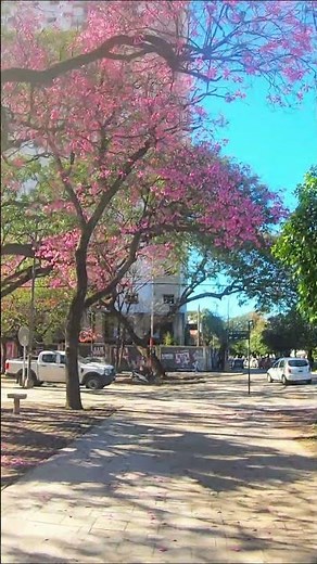 🌸 The Most Beautiful Spring on Earth? Pink Trees in Argentina 🇦🇷
