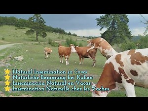 İneklerde doğal tohumlama