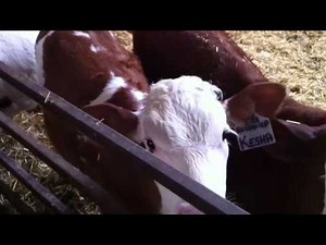 Better Dairy Cow with Fleckvieh Genetics