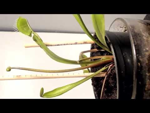 Copy of LIVE 4K: Bio-Inductive Morphogenesis | V2 "Dark Lineage" Flytrap Growth Study