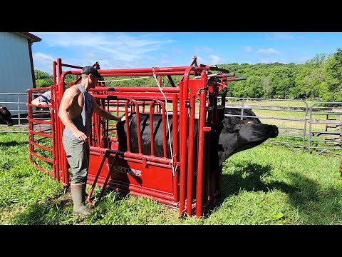 Working Cattle with the Tarter VALUE 90 SWEEP and CATTLEMASTER SERIES 3
