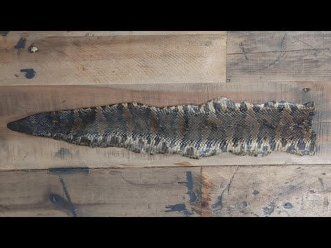 How to tan a snake skin.# snakes#fyp