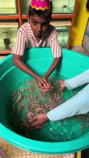 300 koi மீன்கள் feeding❌ catfish platinum gar feeding #btaqua