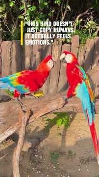 Parrots Aren’t Just Copying You… They Understand You