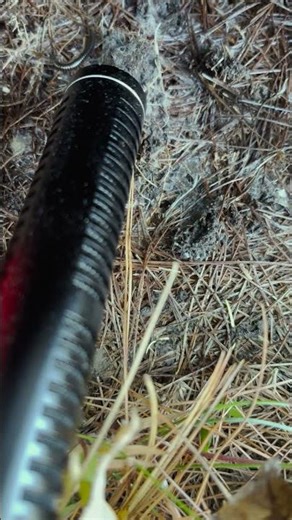 The sound of a centipede #asmr #sciecne #naturesounds