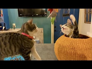 Visiting Brooklyn Cat Cafe in Brooklyn Heights | NYC