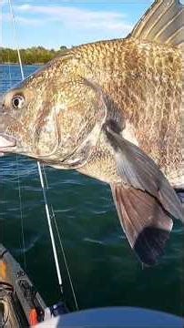 Drag Screaming On A Huge Black Drum! #blackdrum #fishing #kayakfishing