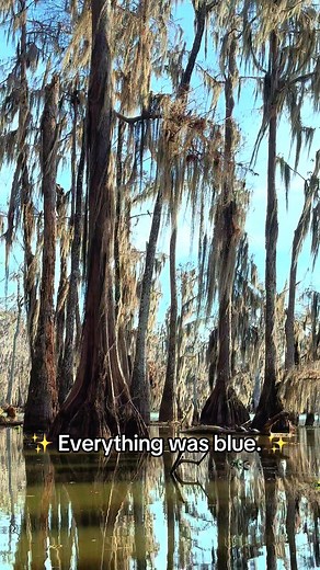 Explore the Beauty of Louisiana's Blue Herons