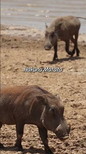 We met Pumba in Africa! 😱