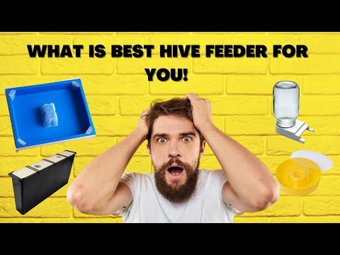 How Do I Know Which Hive Feeder Is Best For My Bees?