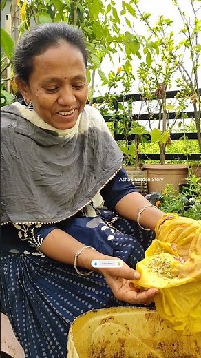 Quinoa Harvesting🌰Grow Quinoa From Seed🔥What is Quinoa🌱Growing Quinoa✨#ashasgardenstory#shorts