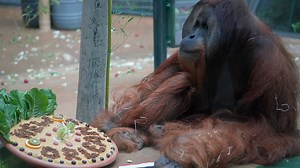 German zoo sends its last orangutan to Audubon Zoo