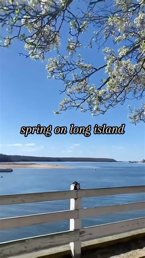 It’s officially #Spring on #LongIsland 🌷😍 #discoverlongisland 📍 @oldwestburygardens 📍 @plantingfields 📍 Bridge Gardens - Bridgehampton 📍 Bayard Cutting Arboretum 📍 Camellia Greenhouse – Planting Fields 📍 Billy Joel Park – Cold Spring Harbor 📍 @plantingfields 📍 @hicksnurseries 📍 @heritagefarmgarden 📍 @waterdrinkerlongisland 📍 Babylon Kite Festival #longislandny #longislandnewyork #liny #longislandlife #discoverli #travellife #whereyoubelong #springonlongisland #longislandspring #spri