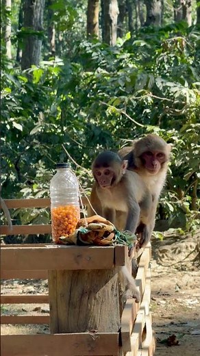 Baby Monkey Scared of Fake Snake! 😆 | Funny Monkey Reaction