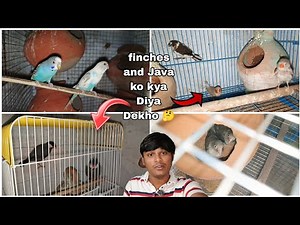 finches and Java ko kya Diya Dekho 🤔‪@birdsdmpets6516‬ #birds #viral #dailyvlog#parrot #pets