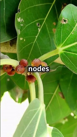 B-Trees vs. B+ Trees Explained in 60 Seconds! 🔥 | Data Structures #dsa #datastructures