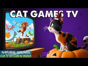 Interactive CAT TV (No Ads) – Fun Cat Games That Keep Your Cat Curious & Focused 😸 Video for Cats