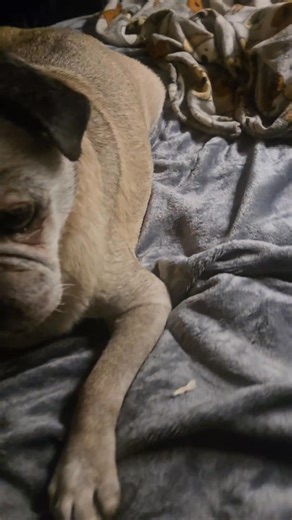 Wrinkles, snores, and warm paws. Our golden oldies are enjoying the warmth and comfort of their new electric throws. Thank you for the donations! #Dog #SeniorDog #Cute Assorted old dogs sleeping very happily on two donated electric throw blankets. | Pug Hollow Sanctuary - A Senior Small Dog Hospice | Facebook