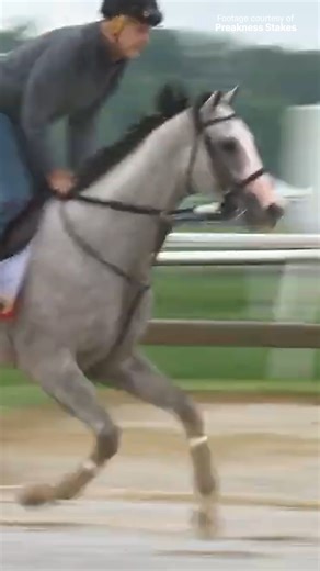 Meet the 150th Preakness Stakes runners! 🐎🏆 #Preakness | World Horse Racing