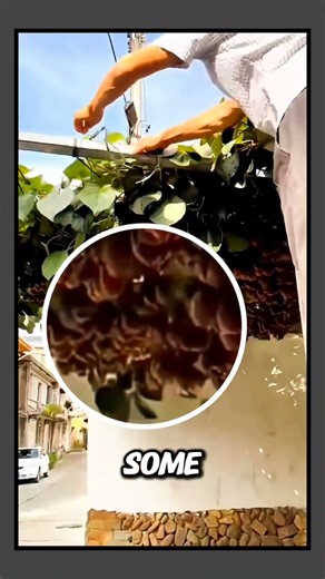 Massive kiwi harvest from the countryside farm!