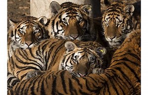 50 Baboons vs 5 Tigers, who wins?