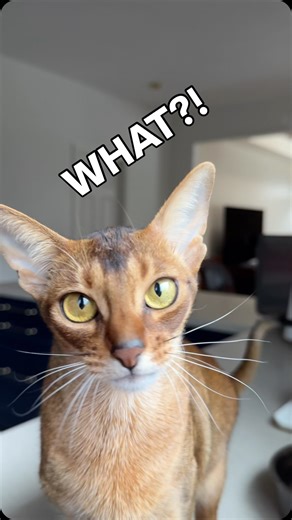 Barcelona | The Abyssinian cat on Instagram: "Some stories just… don’t have an ending? It’s funny how Murcia can be very chatty sometimes 🤣 Abyssinian cat chirping #abyssinian #catlover"