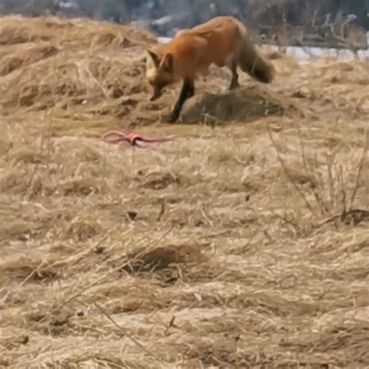 Swiper 🦊 no swiping ! #fox #wildlife #nature #naturelover #foxes