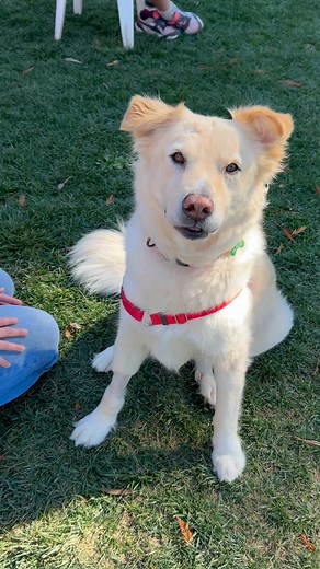 Joey just brings out the high-pitched squeals of delight cuz he’s so darling! Call us for more info! 707-787-7010 Age 10 Petaluma, CA | Lily's Legacy Senior Dog Sanctuary