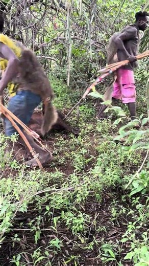 Hadzabe Hunters Track Wild Boars Using Ancient Survival Skills in Tanzania