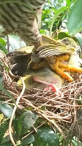 30K views · 122 reactions | Nature bird daily life, review mother bird, baby birds nest #birdlovers #babybird #birdsounds #relax #birdsofinstagram #littlebird #birdlife #nature #viralreels #reelsinstagram #fbreelsvideo #babybird #naturelover #birdwatching #motherbird #wildlife #viralvideo #bird #reviewbirdnest #shorts #birdphotography #birdnest #lifewithbirds | Bird plus Animals | Facebook
