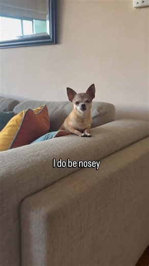 Call it *observational research*, babes. 🔎- Coco | Coconut The Chihuahua �