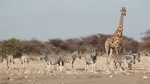 When invisibility became a winning strategy in nature