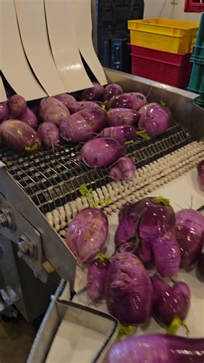 Phelps Farm, Guttenberg Iowa on Instagram: "Washing a few hundred pounds of purple daikon radishes this week 💜🥕 This is our AZS rinse conveyor in action—quick, consistent, and a huge time-saver when it comes to cleaning produce at scale. Systems like this let us spend less time manually washing and more time for other things....like growing and harvesting vegetables. More behind-the-scenes farm work coming your way—hit follow and give this a like to see what we’re up to next 🌱⚙️"