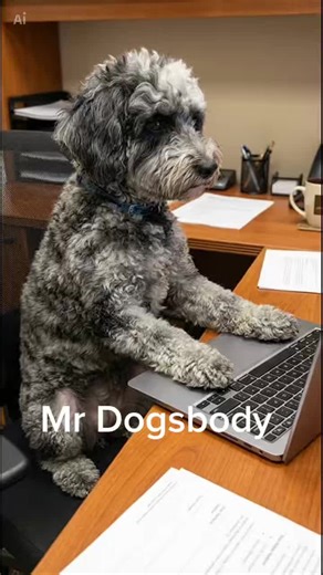 #cockapoo #dogs #dogsofinstagram