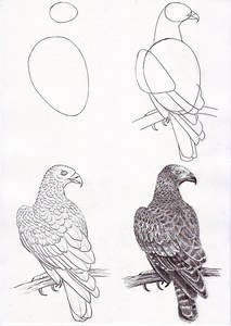 407K views · 10K reactions | How To Draw Indian Honey Buzzard ... | DRAWING PENCIL | Facebook