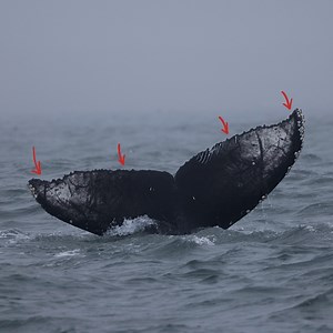 7.8K views · 352 reactions | Talking about Whale Tales? Tails? Go out and learn about these whales stories! Let me know in the comments if you would like more videos like this? | Slater Moore Photography | Facebook