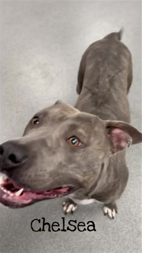 Sweet Chelsea | Genesee County Animal Shelter Dogs and Cats